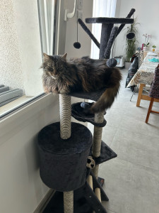 Photo de galerie - Mon chat 