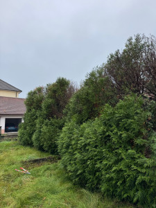 Photo de galerie - Elagage et coupe d'arbres