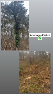Photo de galerie - Abattage d’arbre client satisfait 