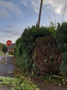 Photo de galerie - Taille de haies et d'arbustes