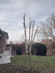 Photo de galerie - Abbatage d'arbre après  