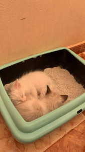 Photo de galerie - ?