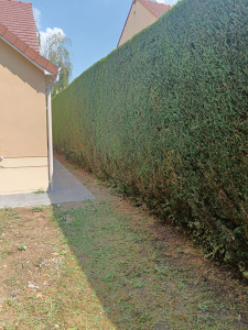 Photo de galerie - Taille de haie et airbuste avec évacuation des végétaux et nettoyage du chantier