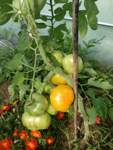 Photo de galerie - Pied de tomate fait maison 