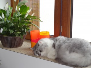 Photo de galerie - C'est Mon chat