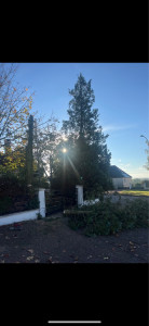 Photo de galerie - Abbatage sapin