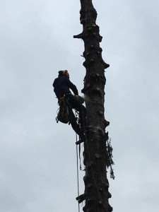 Photo de galerie - Démontage d'un arbre au dessus d'une maison sur l'île de ré 