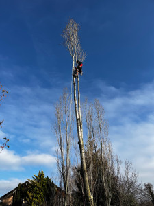Photo de galerie - Démontage de peupliers.