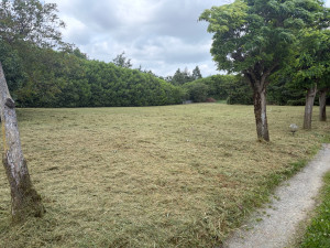 Photo de galerie - Gros debrousaillage sur une parcelle ou l’herbe fesait +1m de hauteur 
