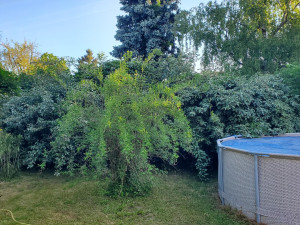 Photo de galerie - Taille de haies et d'arbustes
