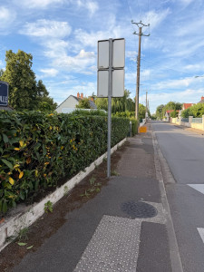 Photo de galerie - Taille des Lauriers