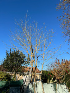 Photo de galerie - Elagage et coupe d'arbres