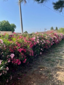 Photo de galerie - Création de haie/ brise vue 