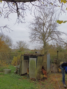 Photo de galerie - Abattage d un arbre fruitier trop vieux
