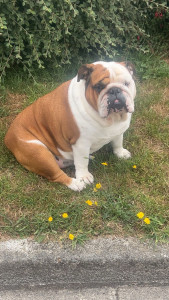 Photo de galerie - Garde chien