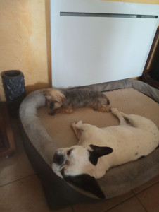 Photo de galerie - Petite sieste 