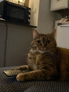 Photo de galerie - Minou 