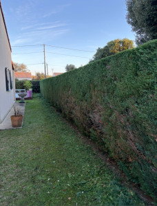 Photo de galerie - Taille de haie