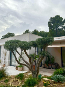 Photo de galerie - Taille d’un Olivier 