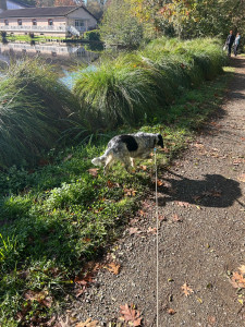 Photo de galerie - Garde chien