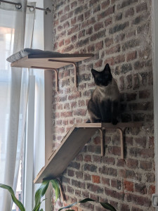 Photo de galerie - Découpe et montage de plateformes pour chat sur un mur. 