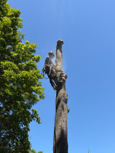 Photo de galerie - Elagage et coupe d'arbres