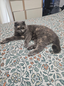 Photo de galerie - Garde chat