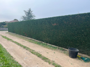 Photo de galerie - Taille d’une haie de cyprès 