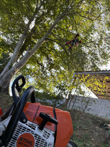 Photo de galerie - Elagage d’un hêtre 