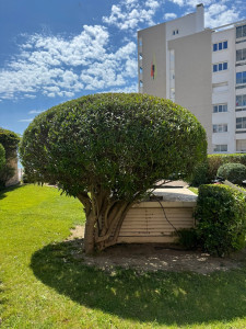 Photo de galerie - Taille de haies et d'arbustes