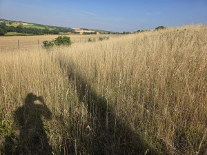 Photo de galerie - Tonte de pelouse - Débroussaillage