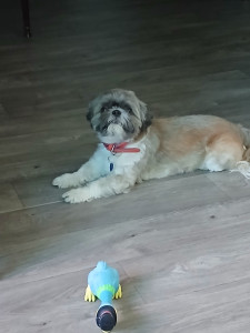 Photo de galerie - Voilà milou