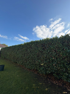 Photo de galerie - Jardinier