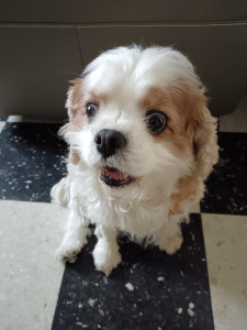 Photo de galerie - Garde chien