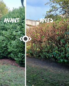 Photo de galerie - Rabattage de haie