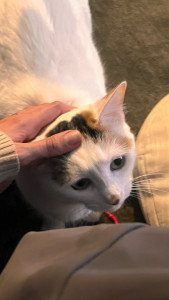 Photo de galerie - Garde animaux