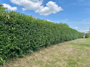Photo de galerie - Taille d’une haie de lauriers 