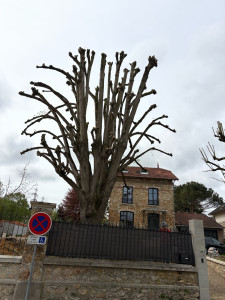 Photo de galerie - Taille en réduction d’un tilleul après
