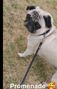 Photo de galerie - Garde chien