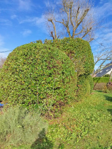 Photo de galerie - Paysagiste - Aménagement du jardin