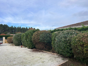 Photo de galerie - Taille de haies et d'arbustes