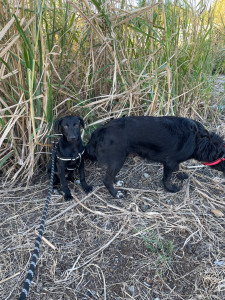 Photo de galerie - Jolie et son petit Goku en balade 