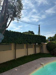 Photo de galerie - Taille de haie 