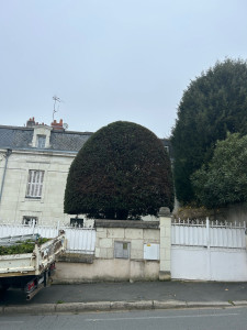 Photo de galerie - Taille d’un bel ifs commun 