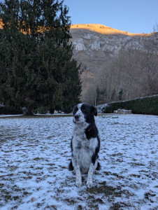 Photo de galerie - Garde animaux