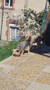 Photo de galerie - Garde de deux petites chiennes, harka et guessy ?