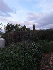 Photo de galerie - Taille de haies et d'arbustes