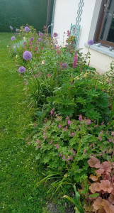 Photo de galerie - Massif de vivaces et bulbes