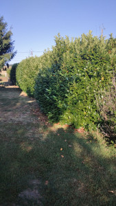 Photo de galerie - Jardinier