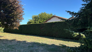 Photo de galerie - Taille d'une haie de cyprès de leyland 